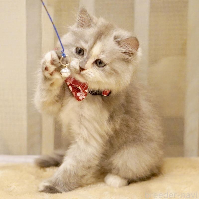 販売中の東京都のサイベリアン-136548の11枚目