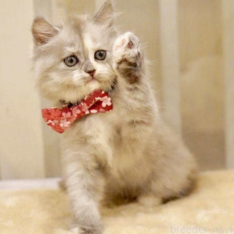 販売中の東京都のサイベリアン-136548の10枚目