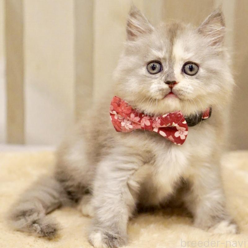 販売中の東京都のサイベリアン-136548の9枚目