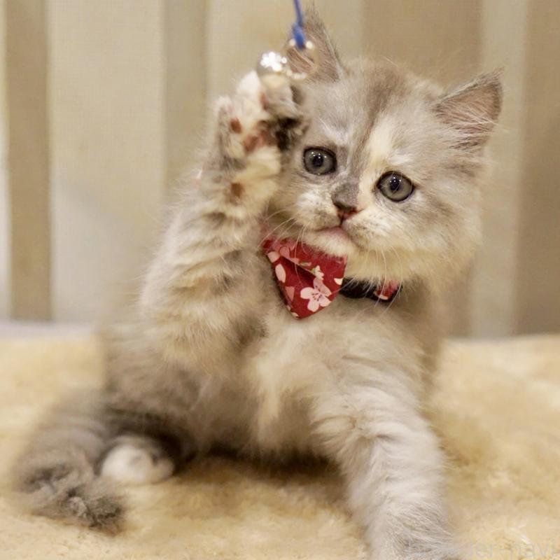 販売中の東京都のサイベリアン-136548の8枚目