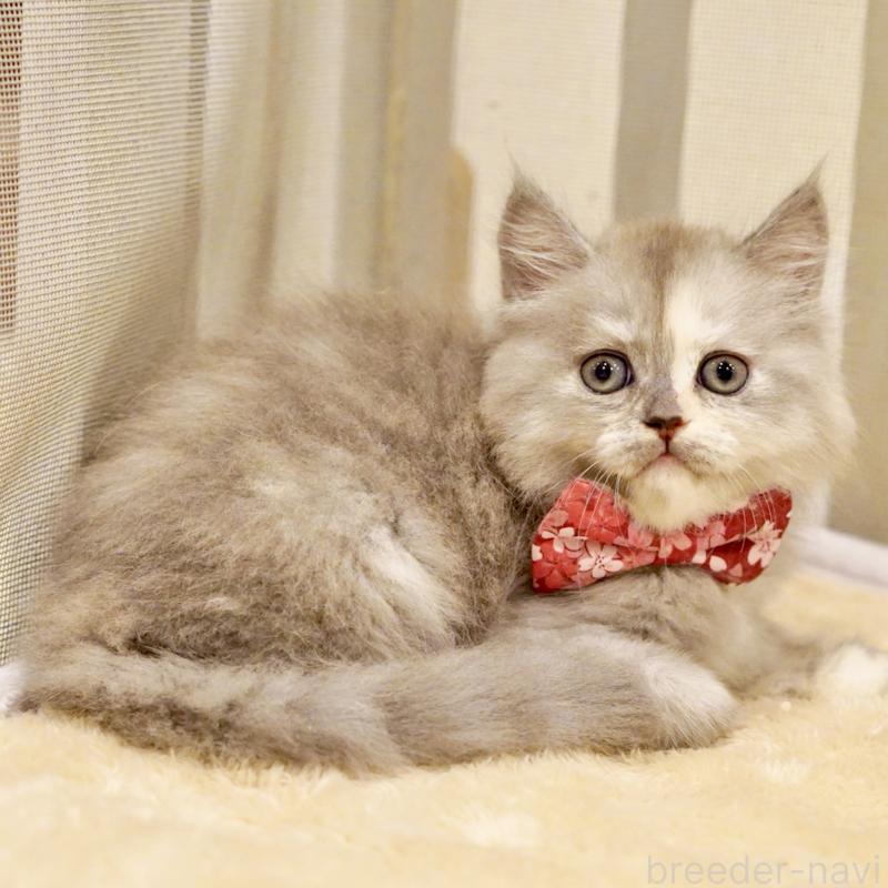 販売中の東京都のサイベリアン-136548の7枚目