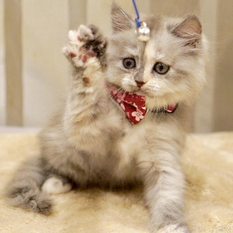 販売中の東京都のサイベリアン-136548の6枚目