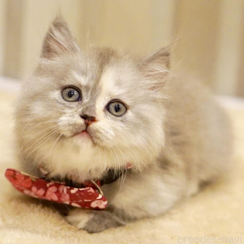 販売中の東京都のサイベリアン-136548の5枚目