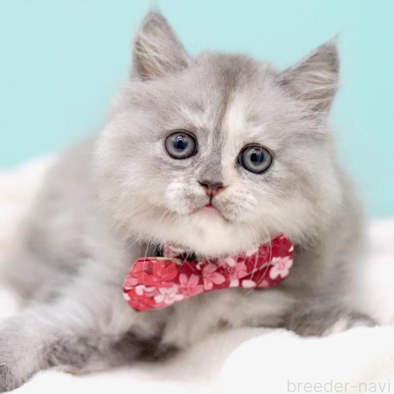 販売中の東京都のサイベリアン-136548の3枚目