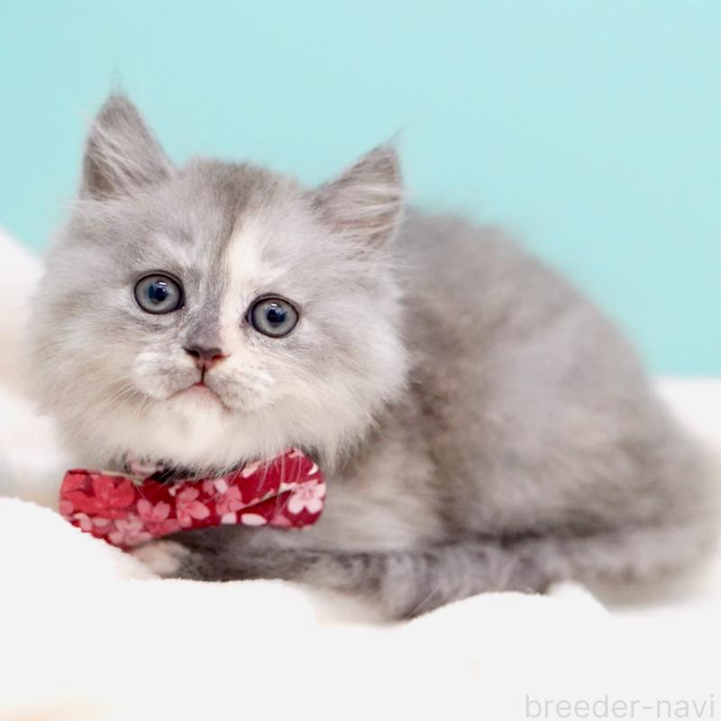 販売中の東京都のサイベリアン-136548の2枚目