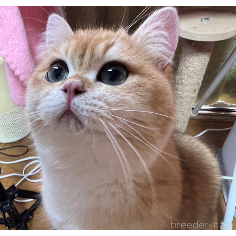 販売中の千葉県のブリティッシュショートヘア-138777の3枚目