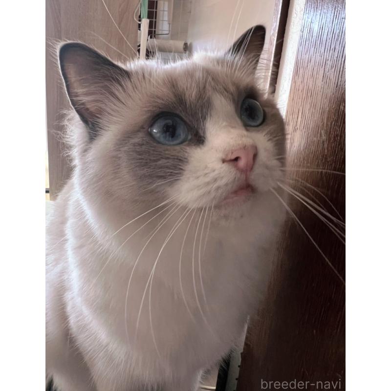 販売中の千葉県のラグドール-138778の4枚目