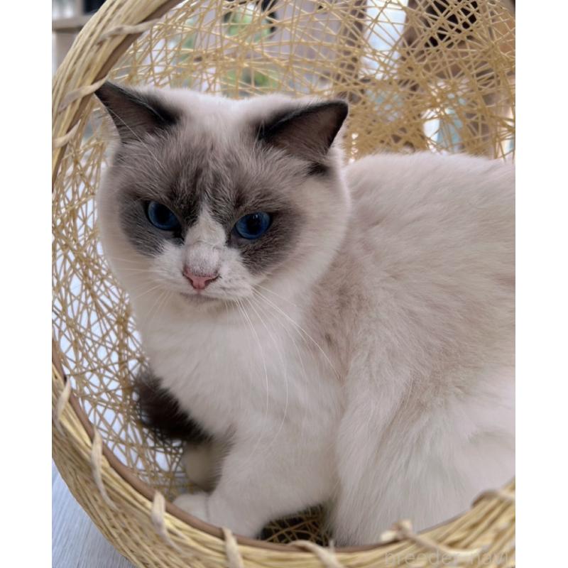 販売中の千葉県のラグドール-138778の2枚目