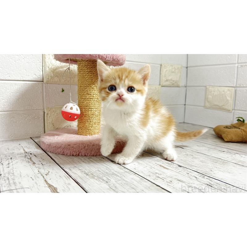 販売中の埼玉県のミヌエット-138158