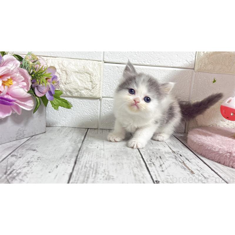 販売中の埼玉県のミヌエット-138159