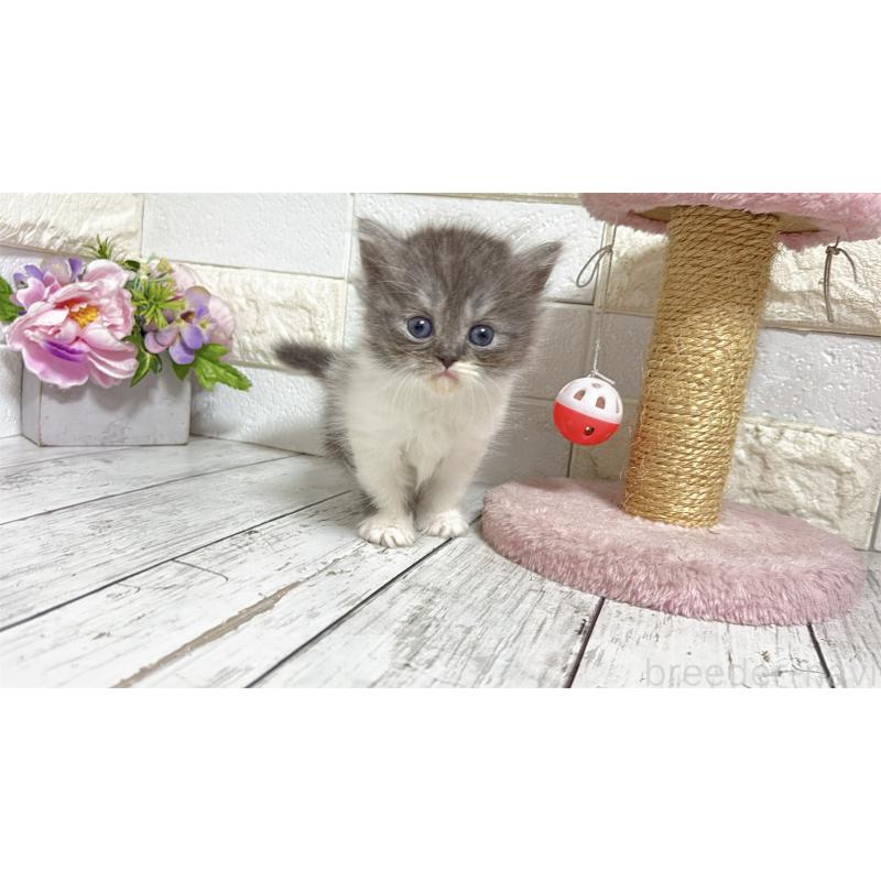 販売中の埼玉県のミヌエット-138162