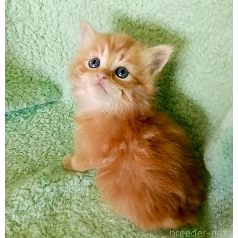 販売中の山形県のサイベリアン-138781の5枚目