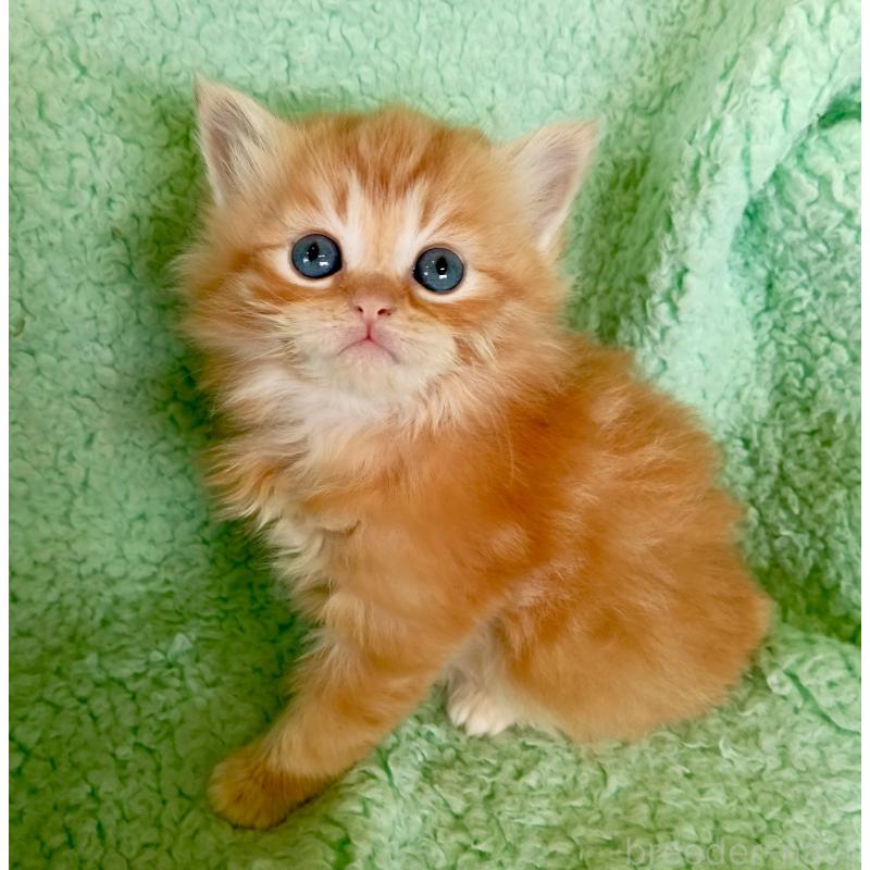 販売中の山形県のサイベリアン-138781の4枚目