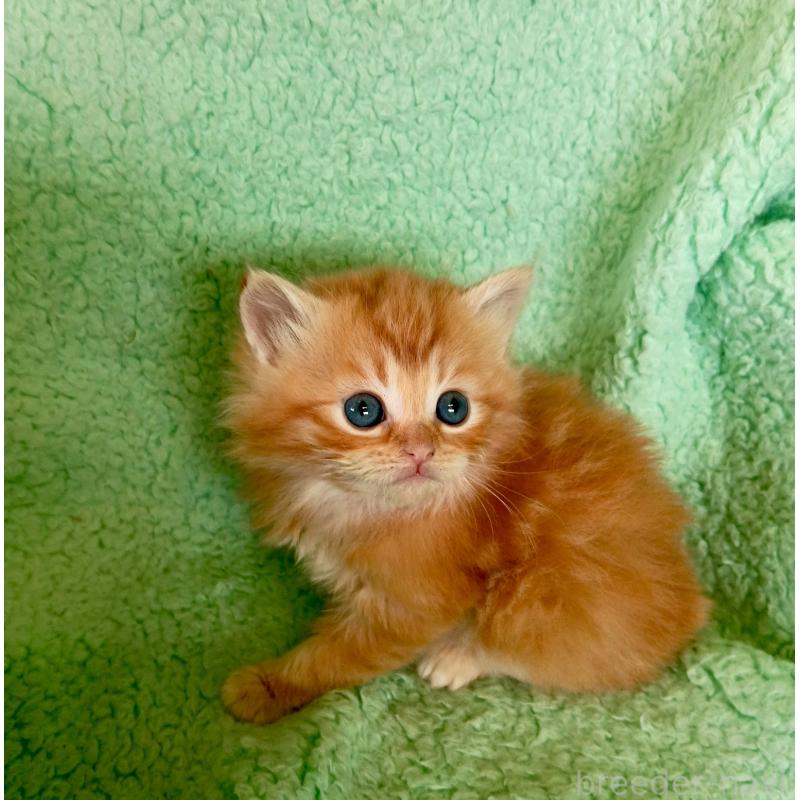 販売中の山形県のサイベリアン-138781の3枚目