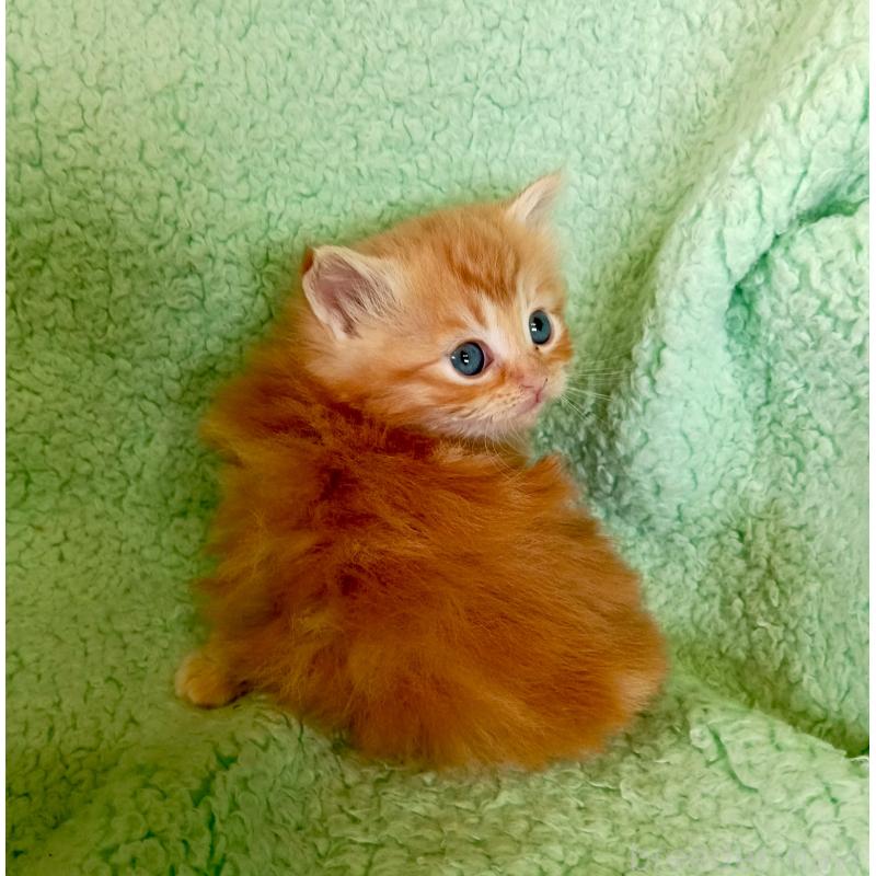 販売中の山形県のサイベリアン-138781の2枚目