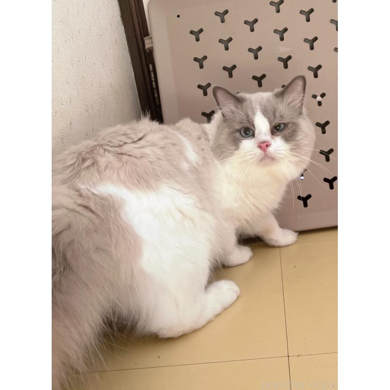 販売中の千葉県のラグドール-138783の5枚目