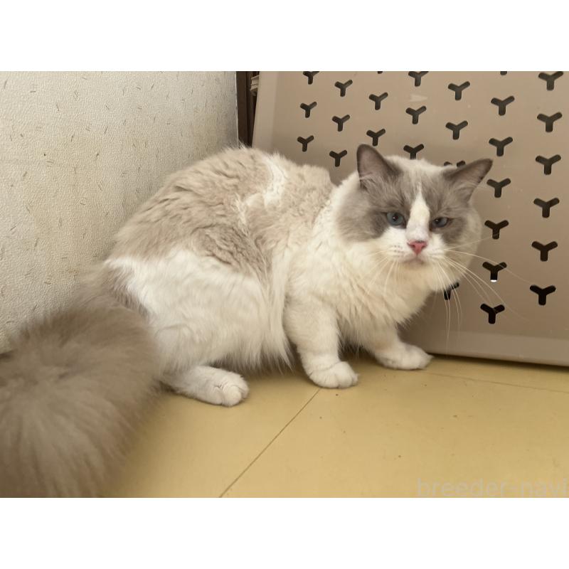 販売中の千葉県のラグドール-138783の4枚目