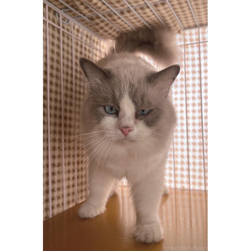 販売中の千葉県のラグドール-138783の3枚目