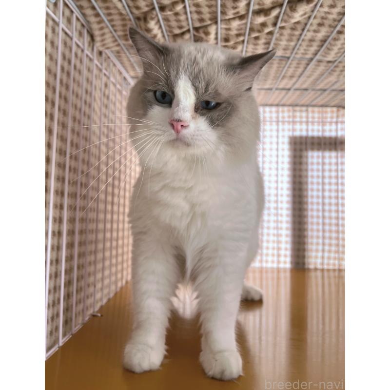 販売中の千葉県のラグドール-138783の2枚目