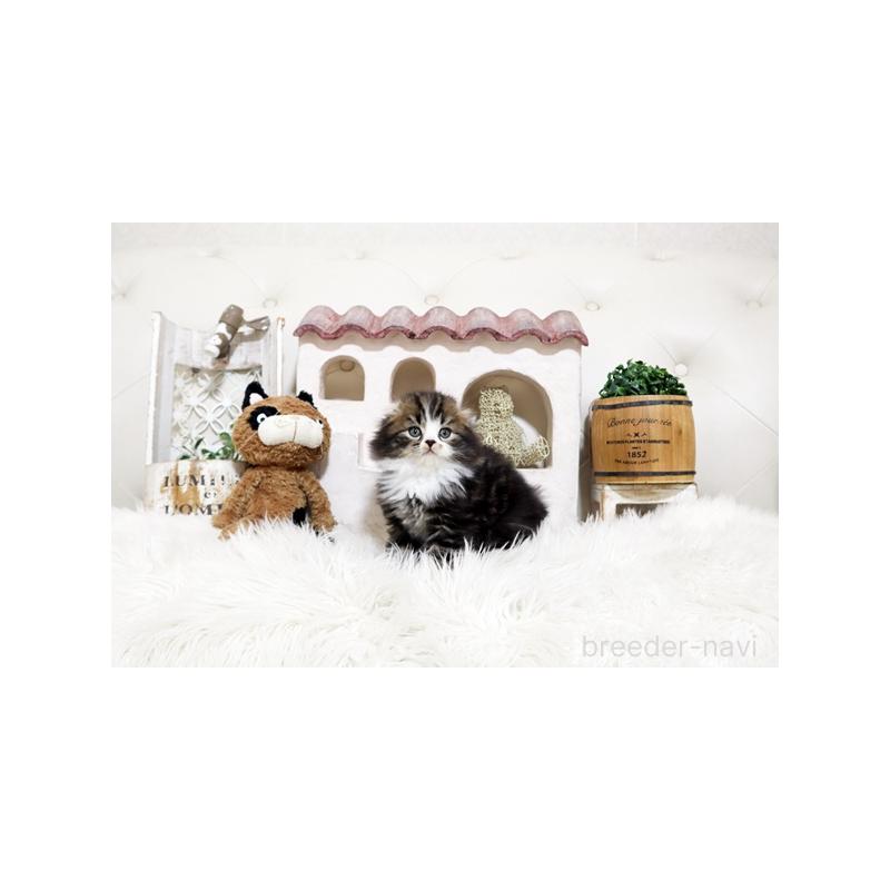 販売中の佐賀県のスコティッシュフォールド-138780の5枚目