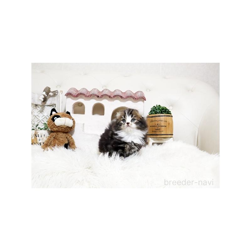 販売中の佐賀県のスコティッシュフォールド-138780の4枚目