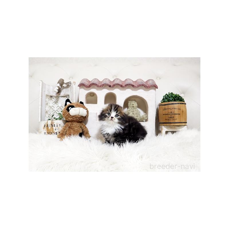 販売中の佐賀県のスコティッシュフォールド-138780の3枚目