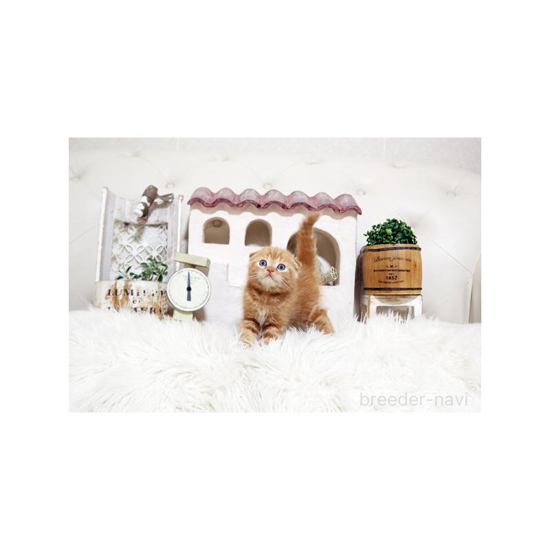 販売中の佐賀県のスコティッシュフォールド-138784の5枚目