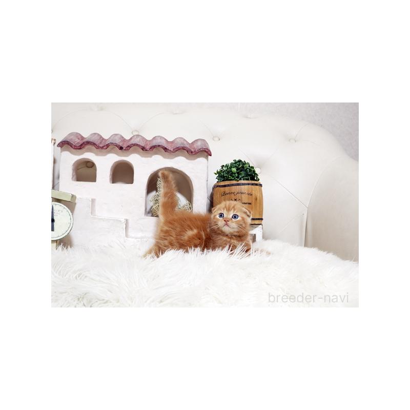 販売中の佐賀県のスコティッシュフォールド-138784の4枚目