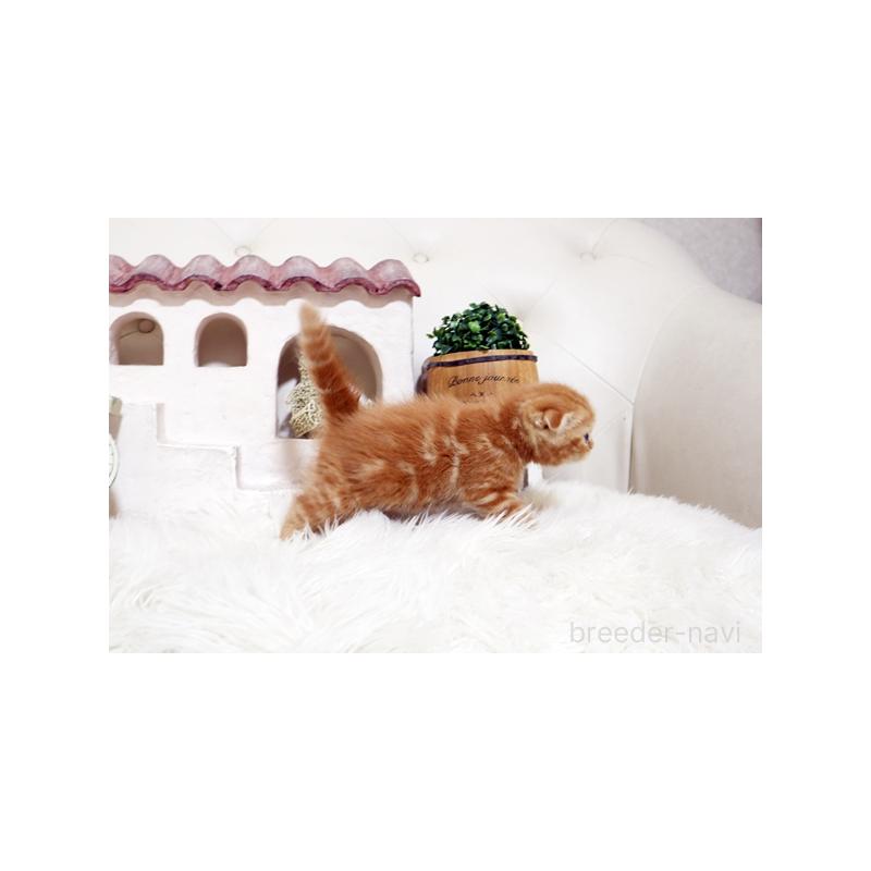 販売中の佐賀県のスコティッシュフォールド-138784の2枚目