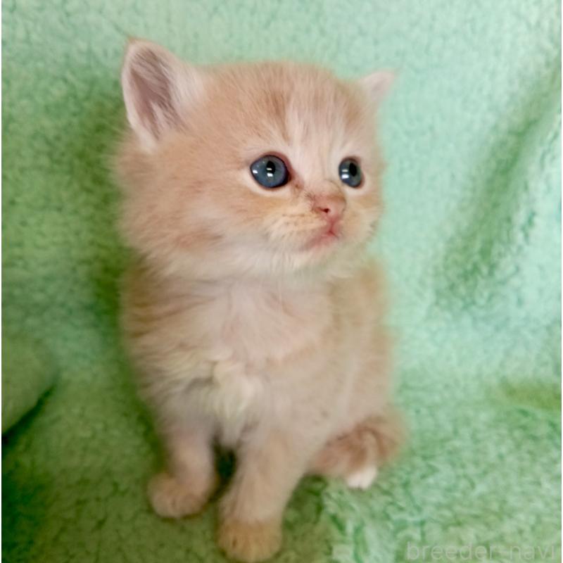 販売中の山形県のサイベリアン-138787の4枚目