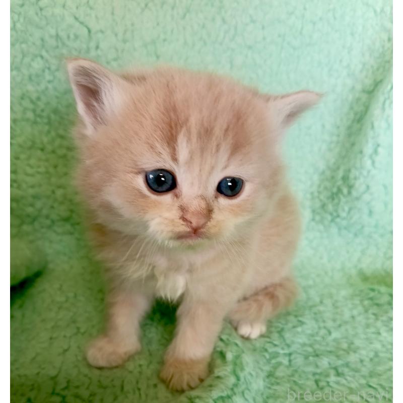 販売中の山形県のサイベリアン-138787の2枚目