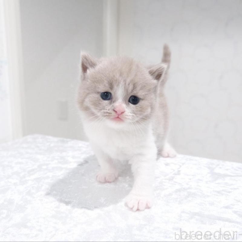 販売中の奈良県のブリティッシュショートヘア-138785の3枚目