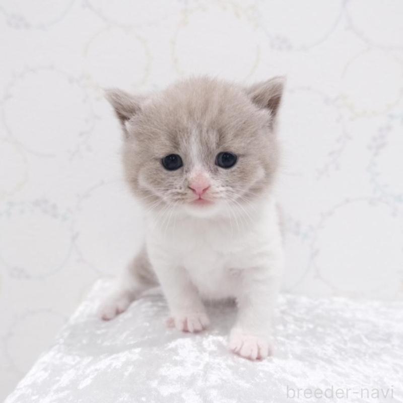 販売中の奈良県のブリティッシュショートヘア-138785の2枚目