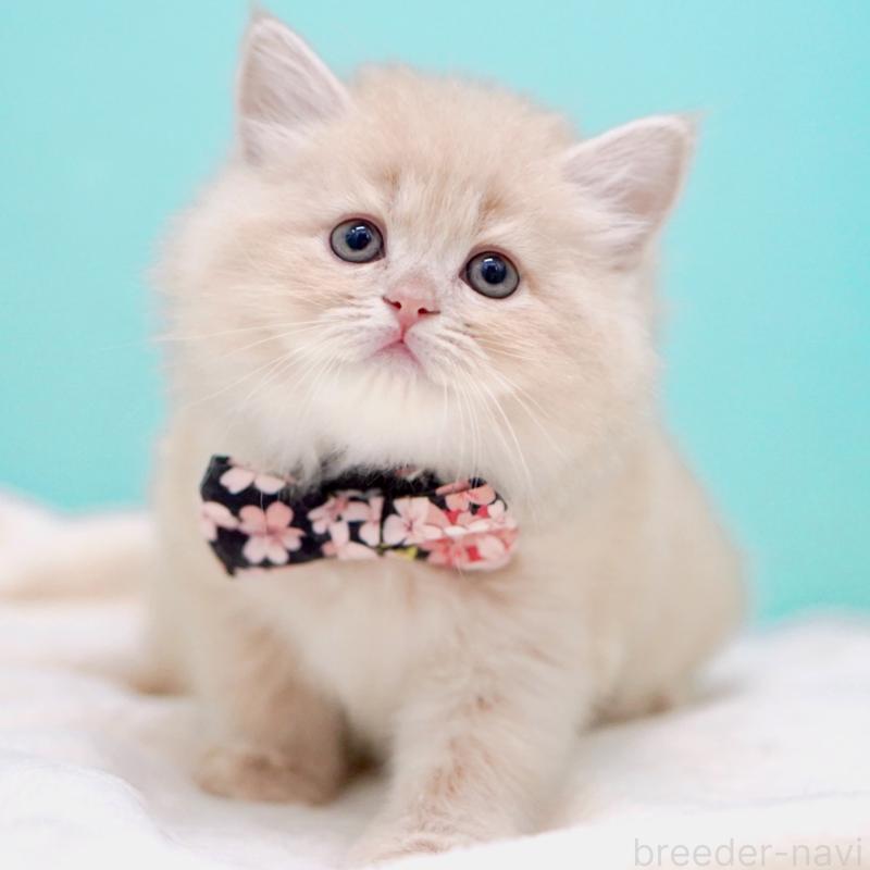 販売中の東京都のサイベリアン-137255