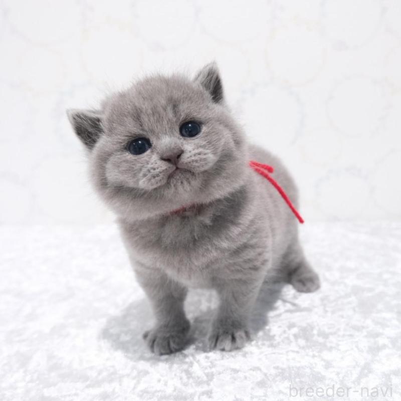 販売中の奈良県のブリティッシュショートヘア-138786の1枚目