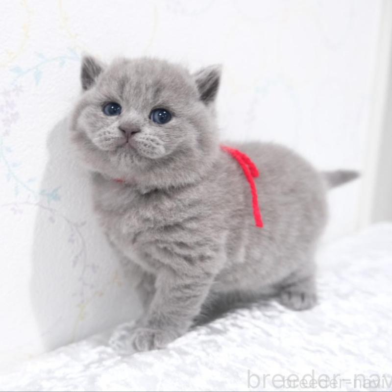 販売中の奈良県のブリティッシュショートヘア-138786の4枚目