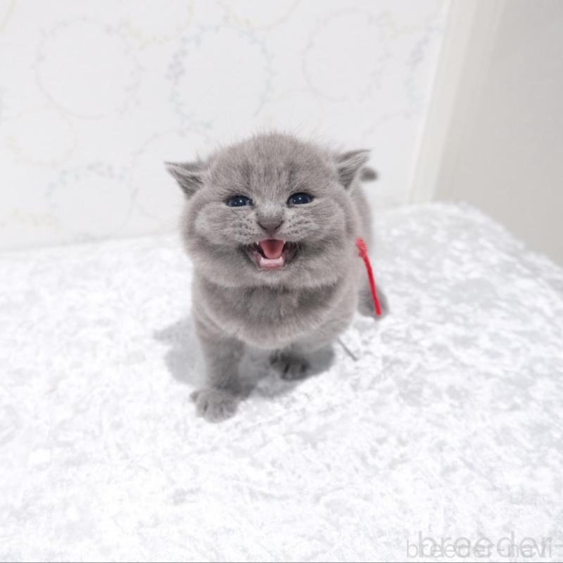 販売中の奈良県のブリティッシュショートヘア-138786の3枚目