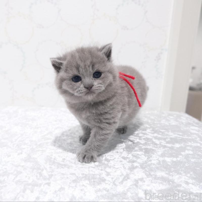 販売中の奈良県のブリティッシュショートヘア-138786の2枚目