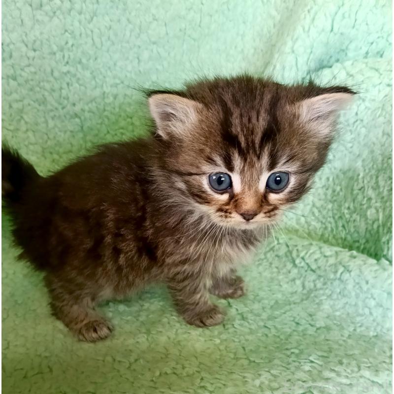 販売中の山形県のサイベリアン-138789の5枚目