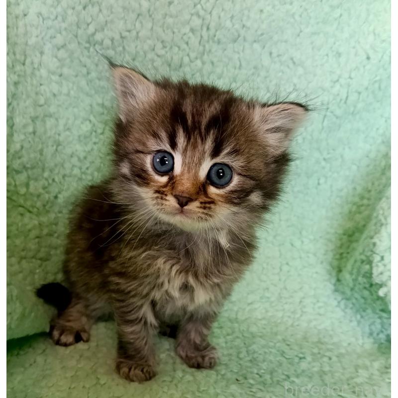 販売中の山形県のサイベリアン-138789の4枚目