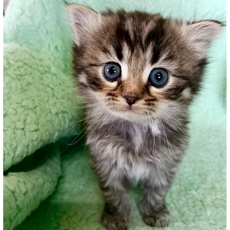 販売中の山形県のサイベリアン-138789の3枚目