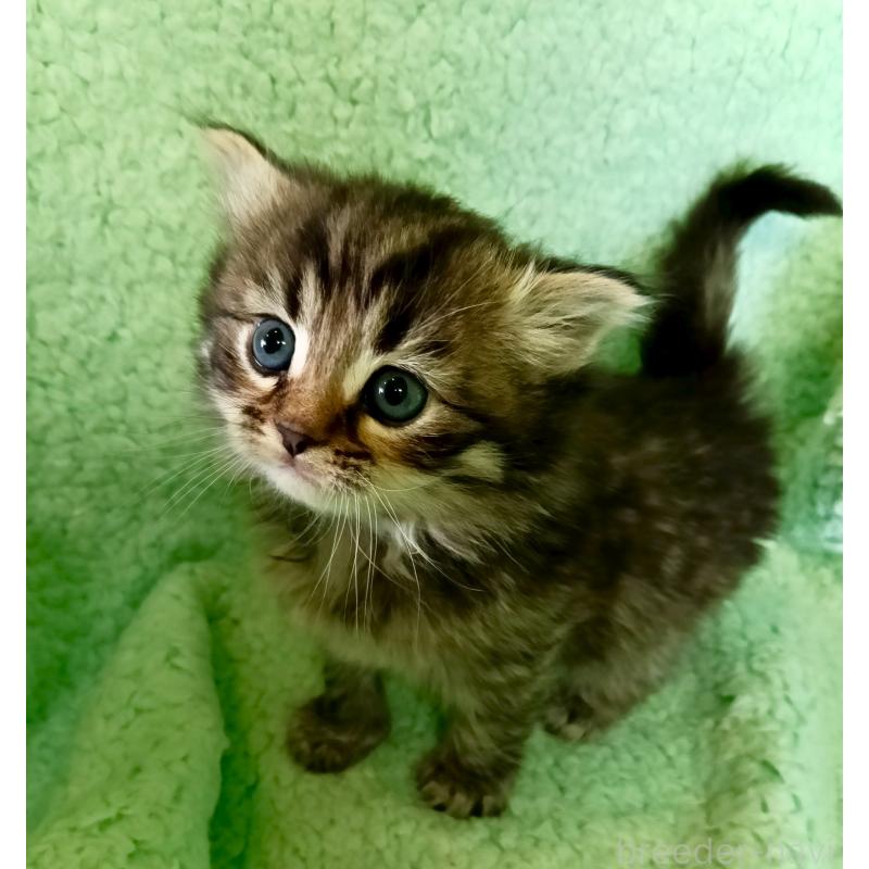 販売中の山形県のサイベリアン-138789の2枚目