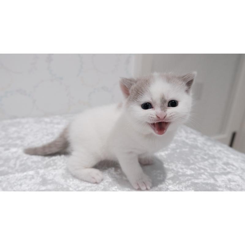 販売中の奈良県のブリティッシュショートヘア-138788の6枚目