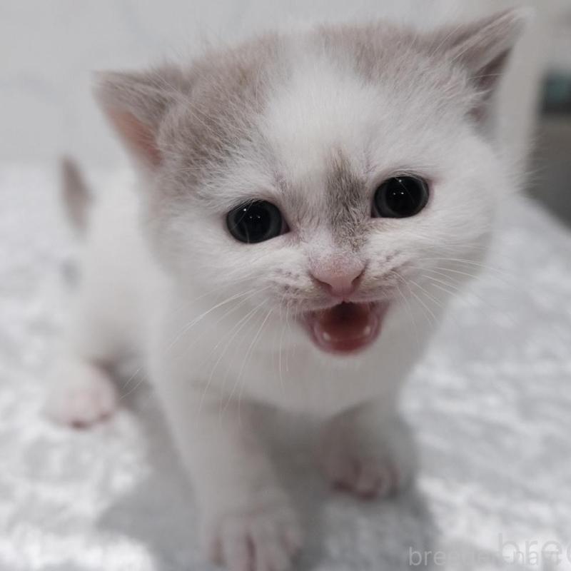 販売中の奈良県のブリティッシュショートヘア-138788の4枚目