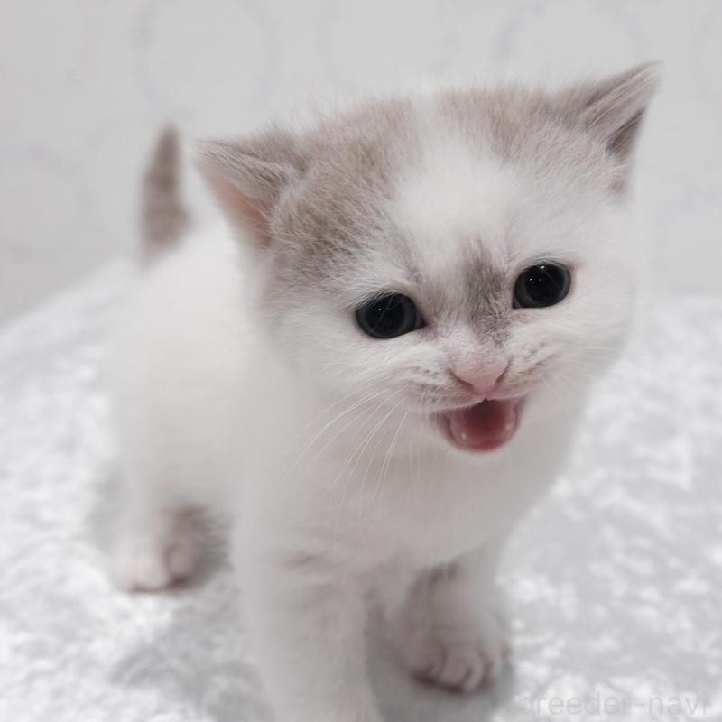 販売中の奈良県のブリティッシュショートヘア-138788の3枚目