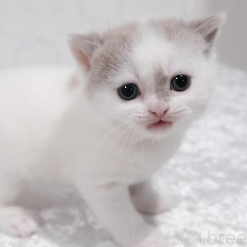 販売中の奈良県のブリティッシュショートヘア-138788