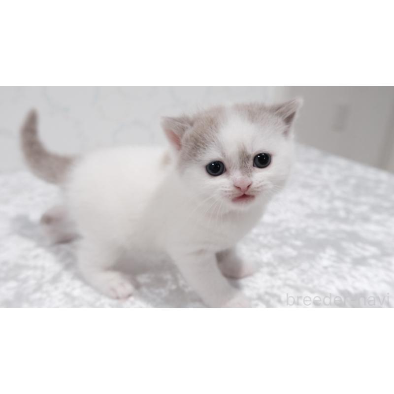 販売中の奈良県のブリティッシュショートヘア-138788の2枚目