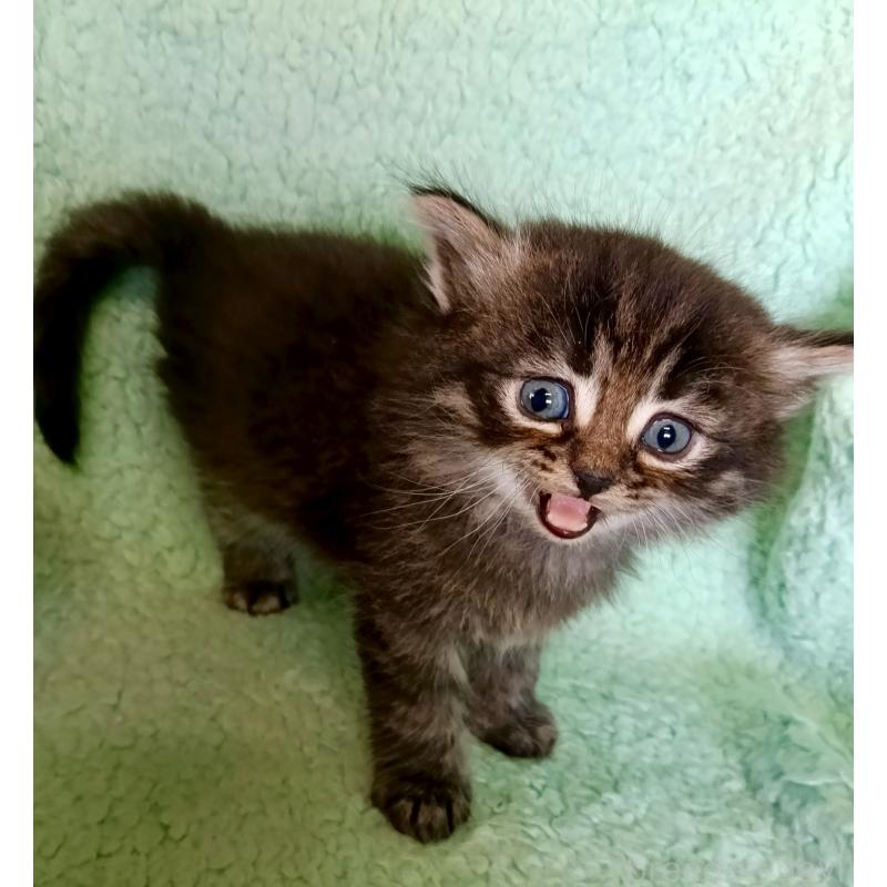 販売中の山形県のサイベリアン-138791の5枚目