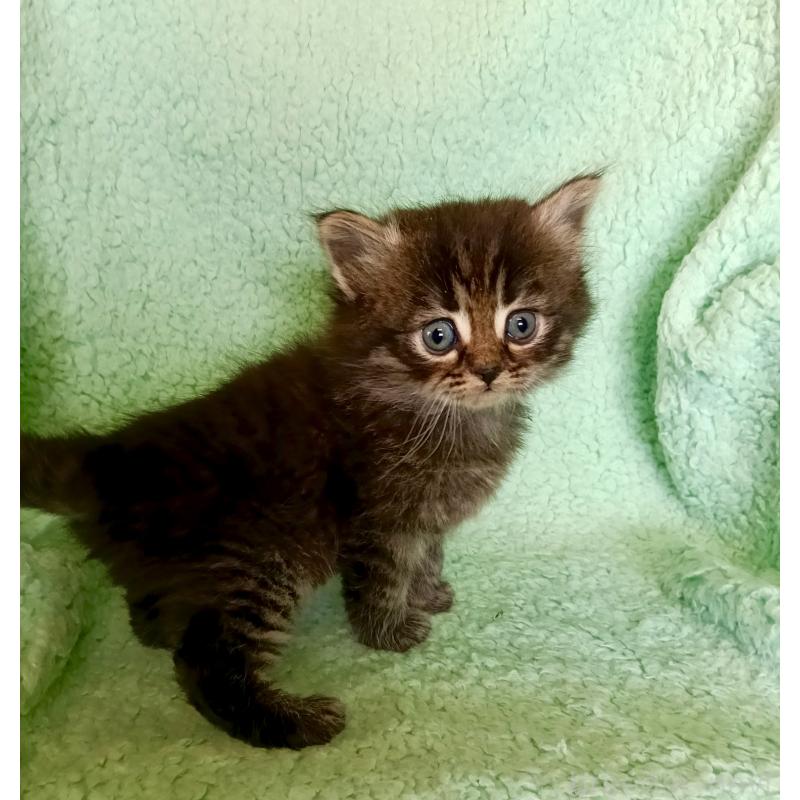 販売中の山形県のサイベリアン-138791の4枚目