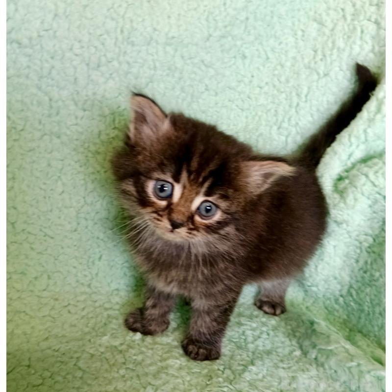 販売中の山形県のサイベリアン-138791の3枚目